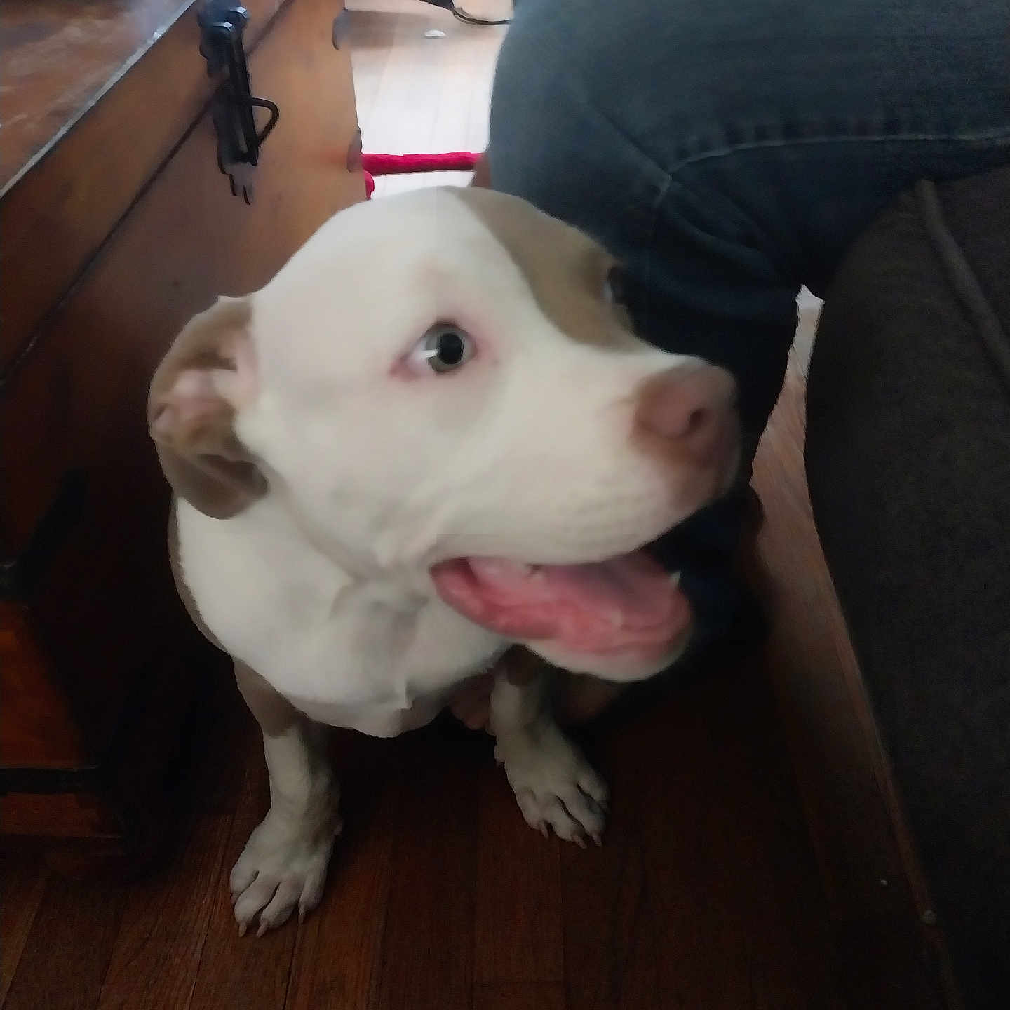 Archie