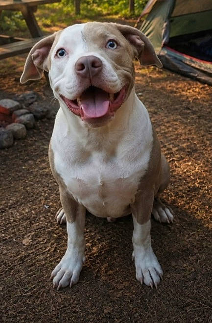 animal, campground, canine, dirt, dog, ears, eyes, friendly, happy, nature, outdoor, pet, playful, portrait, sitting, smiling, summer, sunlight, tent, tongue_out