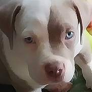 Archie is registered to the contest to win money with this photo: animal, blanket, blue_eyes, canine, colorful, cute, dog, domestic, expression, face, fur, indoor, lying_down, nostrils, paw, pet, puppy, snout, soft_focus, young