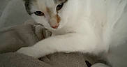 Lulu participe au concours pour gagner de l'argent avec cette photo : cat, animal, pet, feline, blanket, resting, indoor, cozy, fur, white, brown, relaxed, soft, couch, paw, sleepy, domestic, companion, closeup, comfort