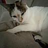 cat, animal, pet, feline, blanket, resting, indoor, cozy, fur, white, brown, relaxed, soft, couch, paw, sleepy, domestic, companion, closeup, comfort