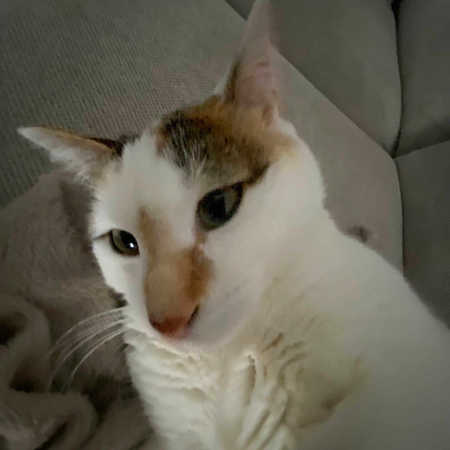 Lulu participe au concours pour gagner de l'argent avec cette photo : cat, close_up, indoor, feline, pet, couch, whiskers, fur, ears, animal, relaxed, portrait, face, domestic_cat, home, curious, lying_down, soft_light, cozy, texture