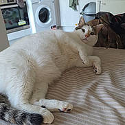 Lulu a rejoint le concours — aidez-le/la à gagner de superbes lots ! cat, white_cat, striped_bedspread, indoor, kitchen, appliances, washing_machine, oven, balloon, heart_shaped_balloon, curious, relaxed, furniture, household, pet, fur, tail, paw, eyes, cozy