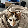 Lulu a rejoint le concours — aidez-le/la à gagner de superbes lots ! cat, blanket, indoor, cozy, fur, pet, animal, face, eyes, ears, soft, comfort, living_room, furniture, television, curious, wrapped, cute, domestic, relaxation