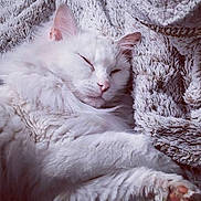 Kim a rejoint le concours — aidez-le/la à gagner de superbes lots ! blanket, cat, close_up, comfort, cozy, cute, domestic_cat, fluffy, fur, indoor, nap, paw, pet, pink_nose, relaxation, resting, sleeping, soft_texture, whiskers, white_cat