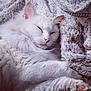 blanket, cat, close_up, comfort, cozy, cute, domestic_cat, fluffy, fur, indoor, nap, paw, pet, pink_nose, relaxation, resting, sleeping, soft_texture, whiskers, white_cat