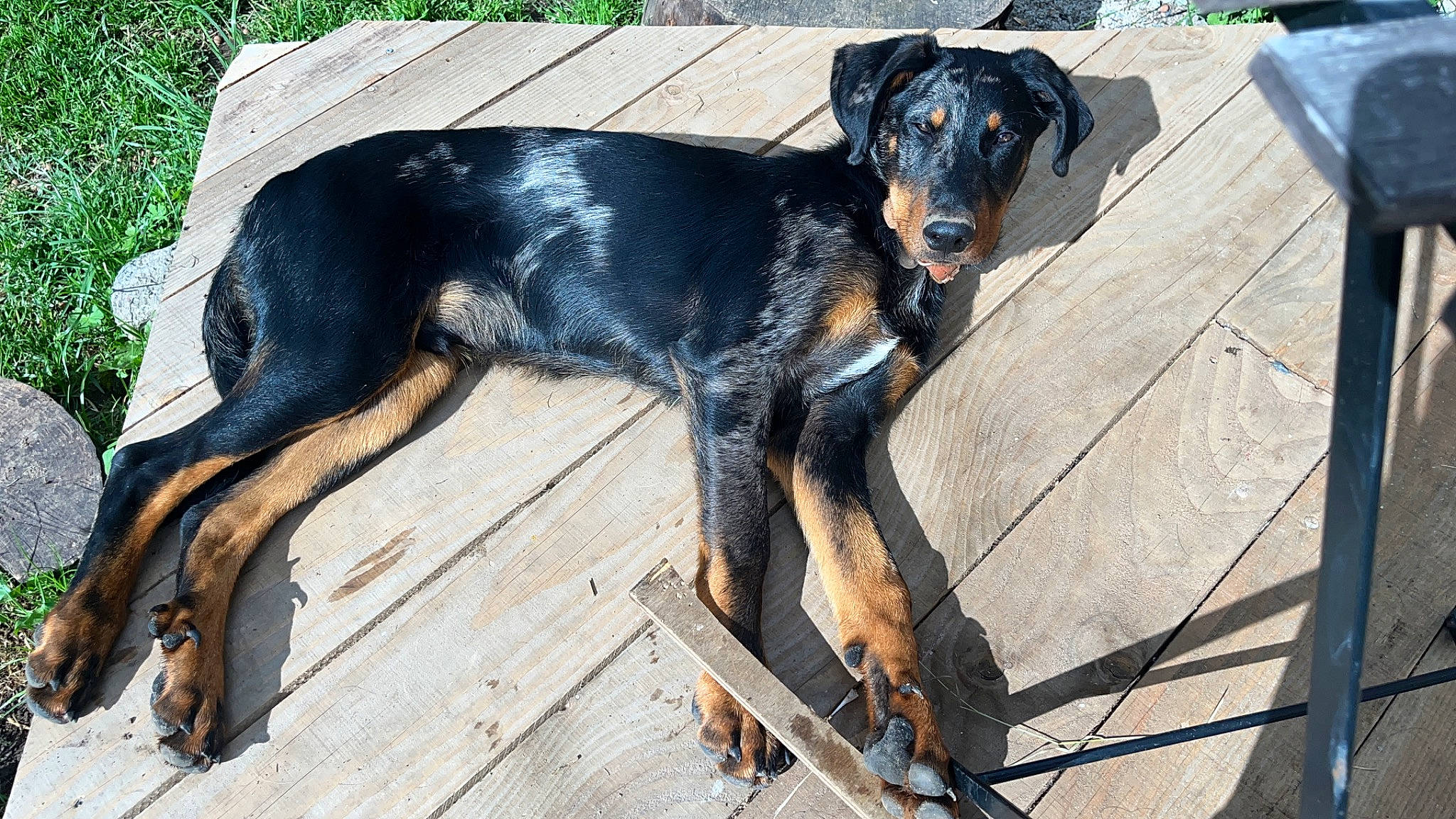 Uriel a rejoint le concours — aidez-le/la à gagner de superbes lots ! austrian_black_and_tan_hound, canidae, carnivore, companion_dog, dog, dog_breed, fawn, guard_dog, hunting_dog, lithuanian_hound, montenegrin_mountain_hound, rottweiler, sporting_group, terrestrial_animal, working_animal, working_dog