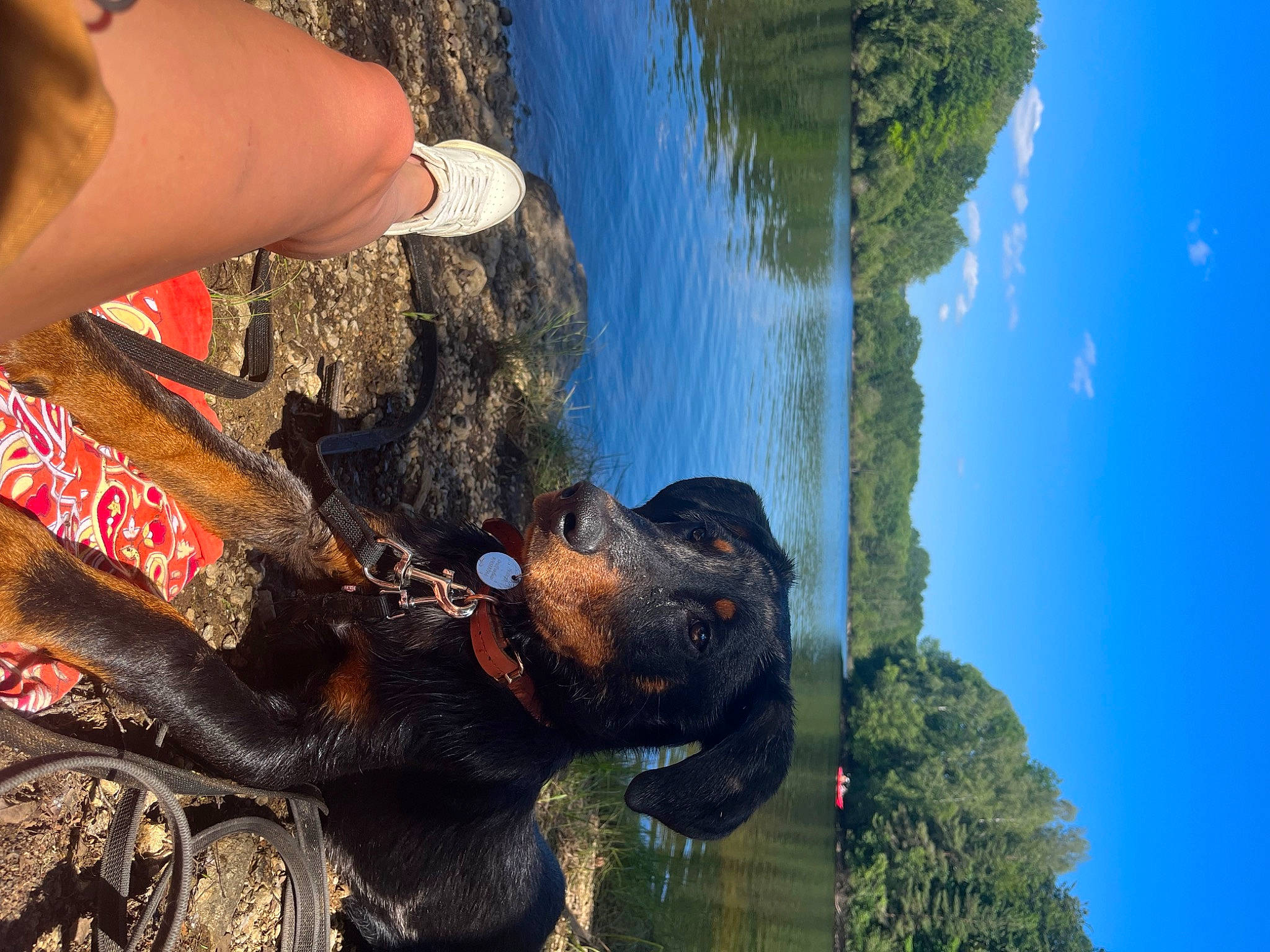 Uriel a rejoint le concours — aidez-le/la à gagner de superbes lots ! carnivore, cloud, dog, dog_breed, fawn, fun, gesture, grass, hand, human_leg, leisure, organism, people_in_nature, plant, sky, sporting_group, terrestrial_animal, tree, water, working_animal