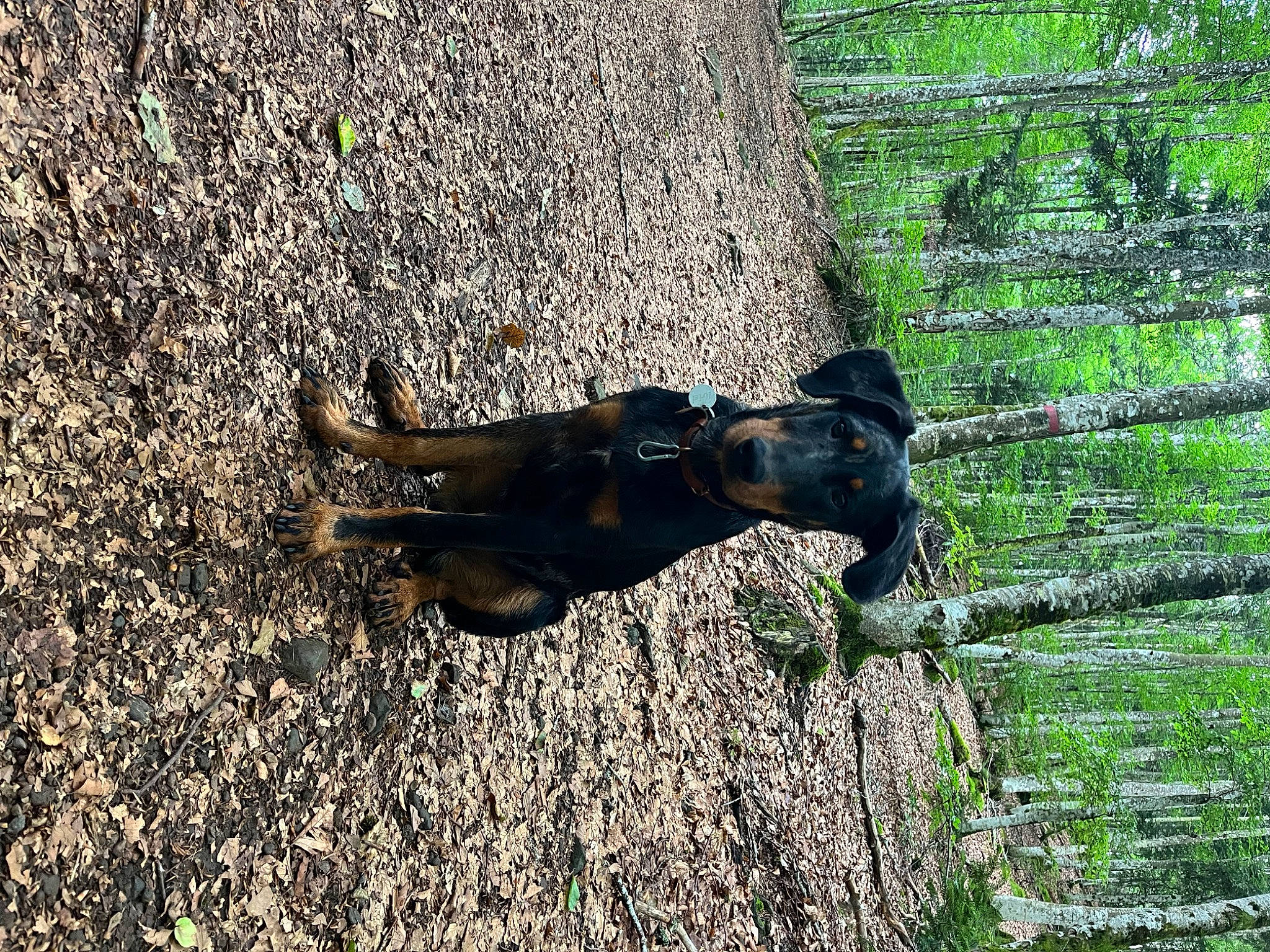 Uriel participe au concours pour gagner de l'argent avec cette photo : branch, canidae, dog_breed, fawn, grass, guard_dog, landscape, liver, people_in_nature, plant, shadow, soil, sporting_group, sunglasses, tail, terrestrial_animal, tree, trunk, wood, working_animal