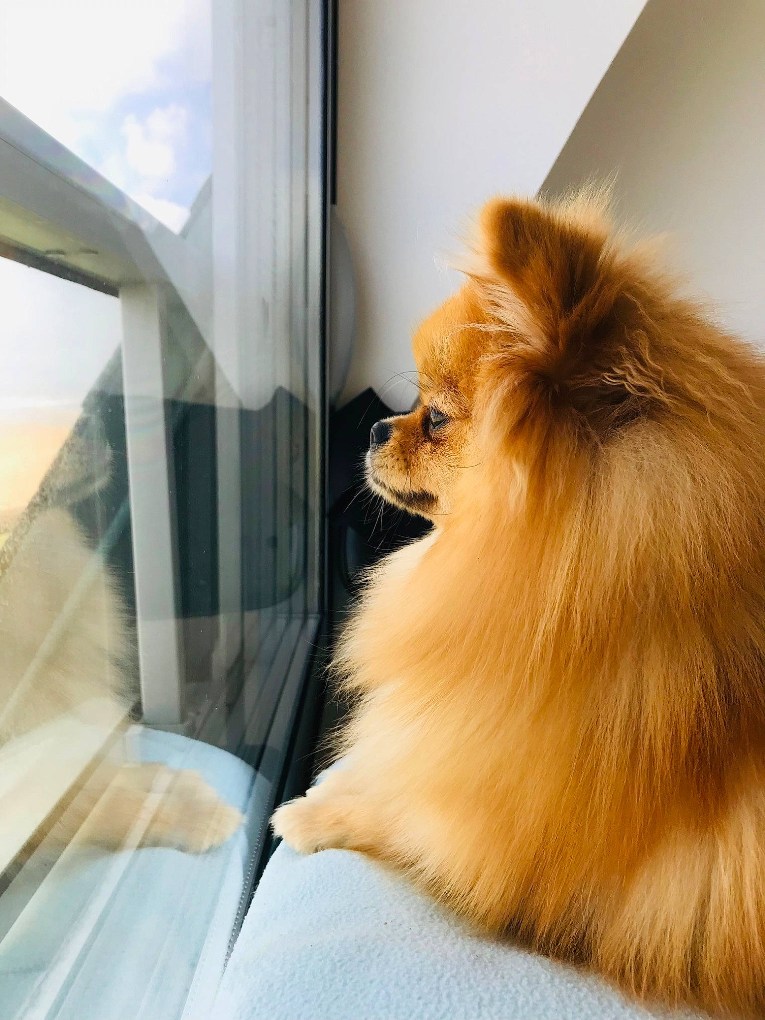 Chouchou a rejoint le concours — aidez-le/la à gagner de superbes lots ! canidae, carnivore, comfort, companion_dog, dog, dog_breed, fawn, felidae, fur, german_spitz, german_spitz_klein, snout, spitz, sporting_group, tail, whiskers, window, wood