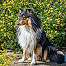 Vedette participe au concours pour gagner de l'argent avec cette photo : attentive, collie_like, dog, ears, flowering_bush, fluffy, garden, greenery, long_fur, nature, outdoors, paws, petals, portrait, rock, shetland_sheepdog, sitting, snout, sunlight, yellow_flowers