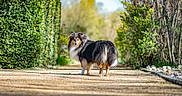 Vedette participe au concours pour gagner de l'argent avec cette photo : animal, collie, dog, front_view, fur, garden, greenery, hedge, leafy, long_hair, looking_back, nature, outdoors, pathway, pet, portrait, standing, sunlight, tail, walkway
