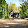 animal, collie, dog, front_view, fur, garden, greenery, hedge, leafy, long_hair, looking_back, nature, outdoors, pathway, pet, portrait, standing, sunlight, tail, walkway