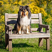 Vedette participe au concours pour gagner de l'argent avec cette photo : bench, bokeh, canine, collie, cute, dog, flowers, fluffy, fur, garden, grass, happy, nature, outdoor, pet, portrait, sitting, sunlit, wooden_bench, yellow_flowers