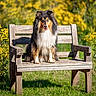 bench, bokeh, canine, collie, cute, dog, flowers, fluffy, fur, garden, grass, happy, nature, outdoor, pet, portrait, sitting, sunlit, wooden_bench, yellow_flowers