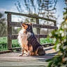 Vedette a rejoint le concours — aidez-le/la à gagner de superbes lots ! animal, blurred_background, bokeh, collie, dog, field, fur, grass, long_hair, looking_up, nature, outdoors, peaceful, pet, portrait, shallow_depth_of_field, sitting, sunlight, wooden_boardwalk, wooden_fence