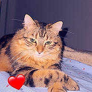 Verso participe au concours pour gagner de l'argent avec cette photo : cat, tabby, feline, pet, animal, bed, blanket, striped, whiskers, ears, paws, fur, indoor, resting, cute, cozy, relaxed, heart_emoji, closeup, portrait
