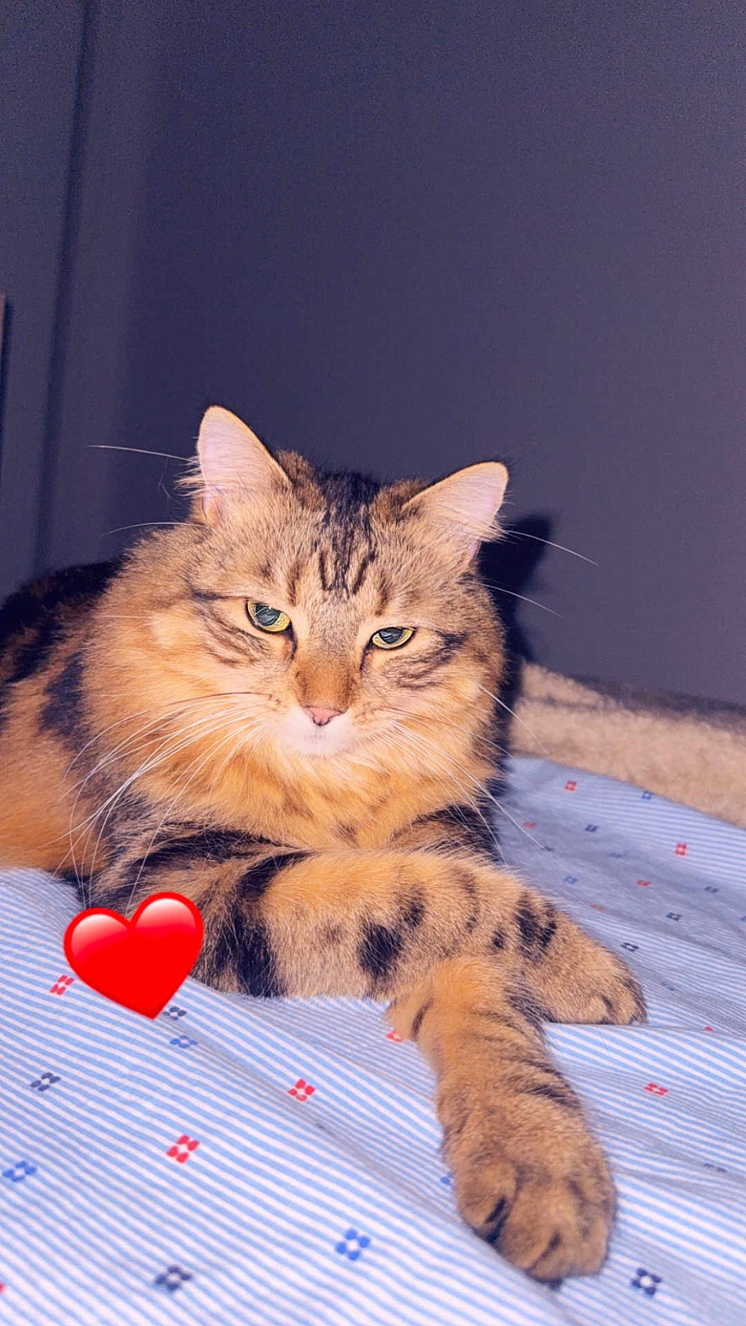 Verso participe au concours pour gagner de l'argent avec cette photo : cat, tabby, feline, pet, animal, bed, blanket, striped, whiskers, ears, paws, fur, indoor, resting, cute, cozy, relaxed, heart_emoji, closeup, portrait