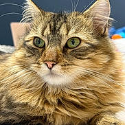 Verso a rejoint le concours — aidez-le/la à gagner de superbes lots ! animal, cat, close_up, cute, domestic_cat, feline, fluffy_fur, focus, green_eyes, indoor, long_hair, lying_down, muzzle, paw, pet, portrait, relaxed, soft_texture, tabby, whiskers