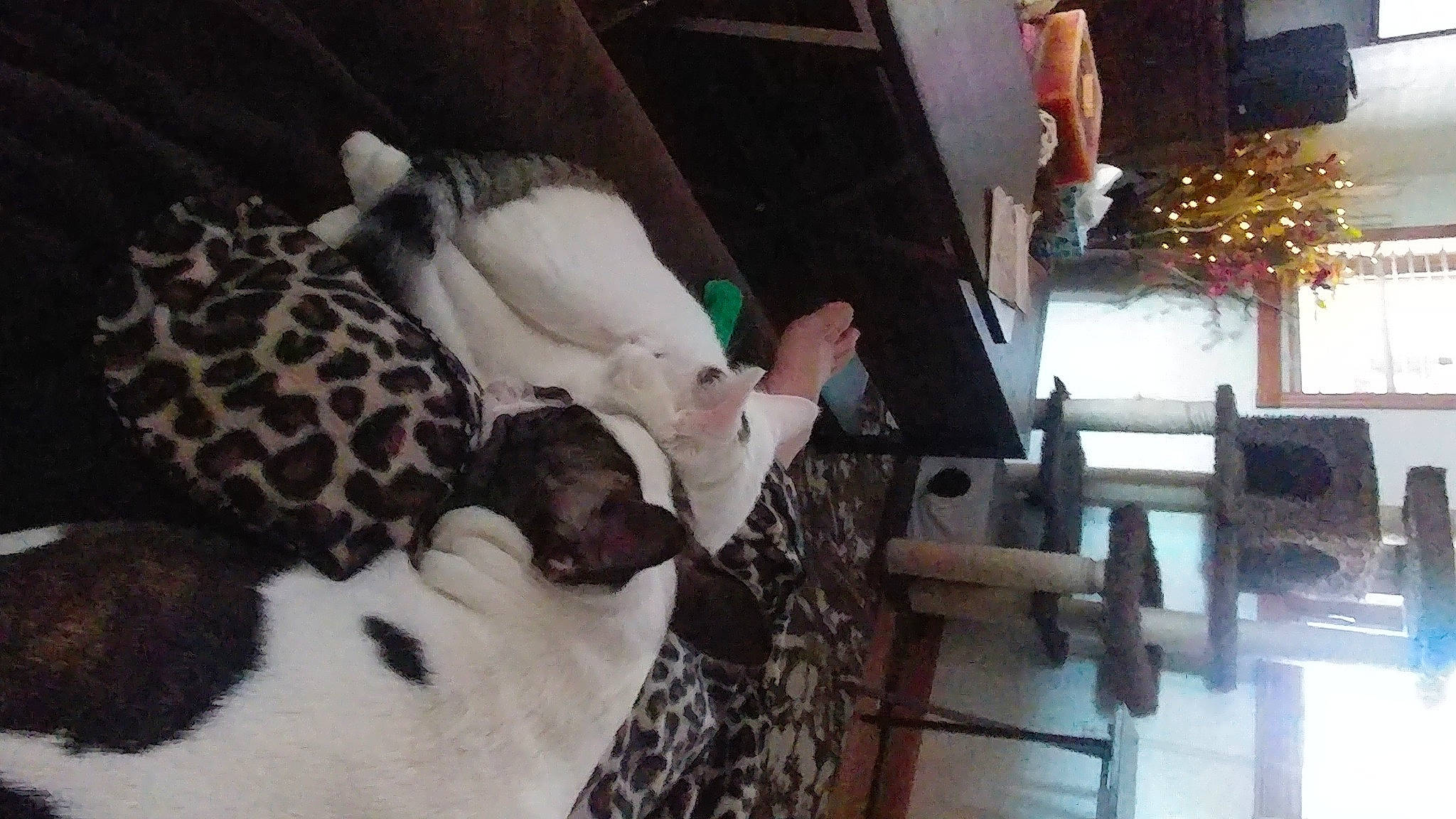 Quinn joined the competition — help win amazing prizes! boston_terrier, canidae, carnivore, cat, dog, dog_breed, fawn, felidae, french_bulldog, non_sporting_group