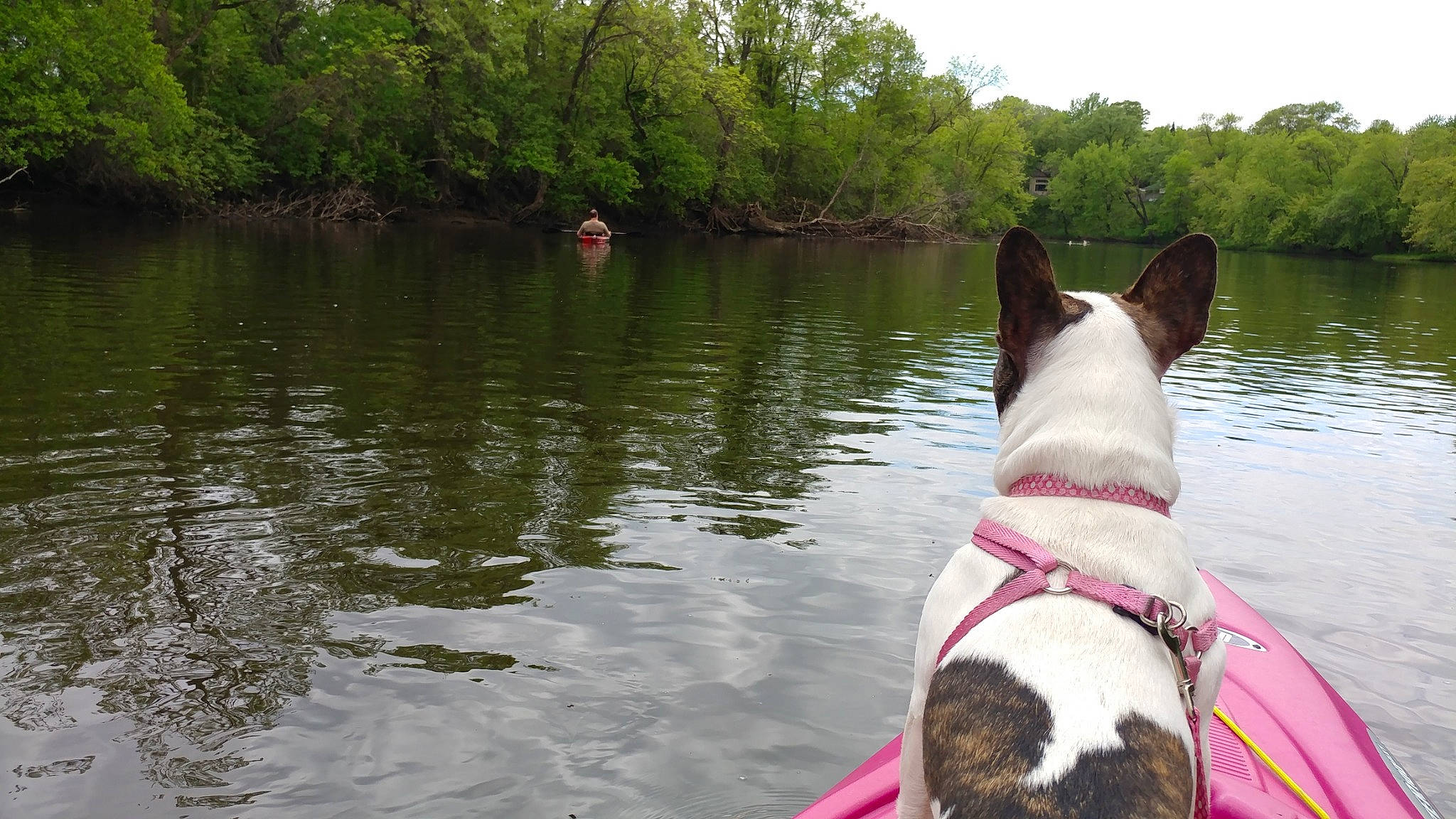 Quinn is registered to the contest to win money with this photo: bank, bull_terrier, bull_terrier_miniature, canidae, carnivore, dog, dog_breed, dog_collar, fawn, mammal, non_sporting_group, river, vertebrate, watercourse