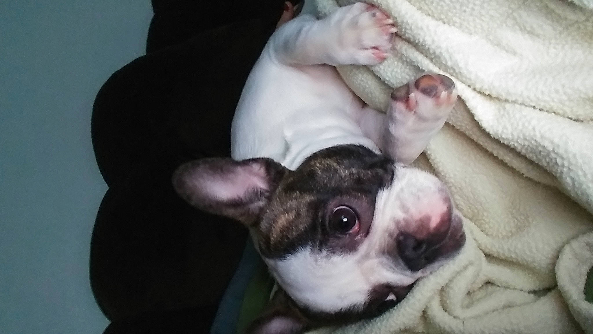 Quinn is registered to the contest to win money with this photo: boston_terrier, canidae, carnivore, companion_dog, dog, dog_breed, ear, fawn, french_bulldog, mammal, non_sporting_group, puppy, puppy_love, snout, toy_bulldog, valley_bulldog, vertebrate, whiskers