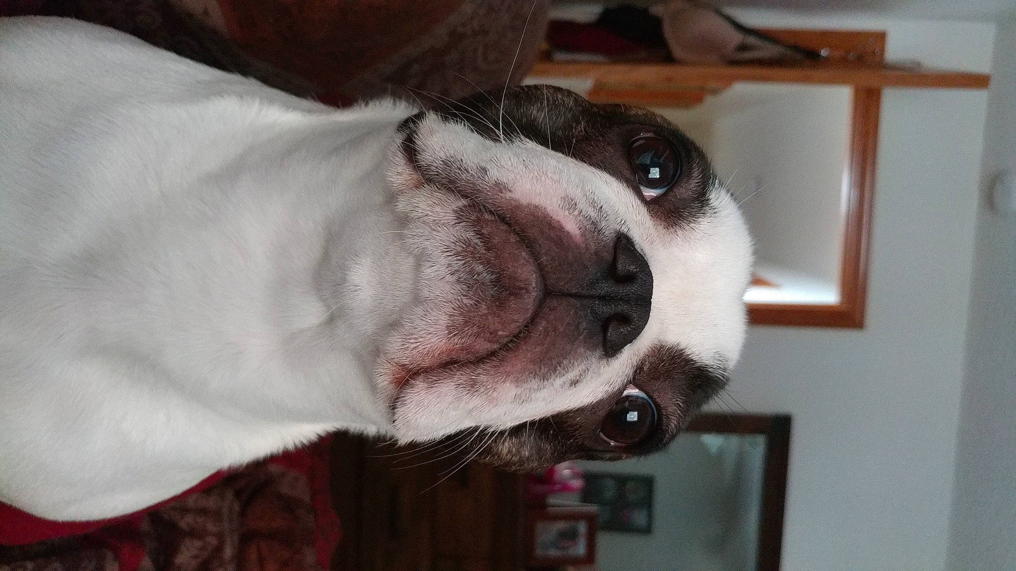 Quinn joined the competition — help win amazing prizes! boston_terrier, canidae, carnivore, companion_dog, dog, dog_breed, ear, non_sporting_group, nose, old_english_bulldog, olde_english_bulldogge, snout, valley_bulldog