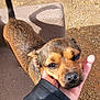 Penny is registered to the contest to win money with this photo: dog, small_dog, brown_dog, pet, outdoor, hand, leather_jacket, stone_bench, gravel, sunlight, shadow, close_up, cute, animal, companion, friendly, fur, canine, portrait, paw