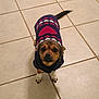 Penny is registered to the contest to win money with this photo: dog, puppy, sweater, clothing, tile_floor, pet, small_dog, brown_dog, black_nose, white_paws, indoor, cute, looking_up, tail_wagging, canine, animal, companion, adorable, warm_clothing, domestic