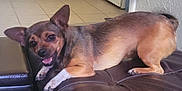 Penny is registered to the contest to win money with this photo: dog, small_dog, brown_dog, leather_couch, indoor, floor_tiles, stove, happy, pet, animal, ears, smiling, looking_at_camera, home, living_room, furniture, domestic, cute, relaxed, canine