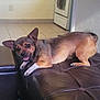 dog, small_dog, brown_dog, leather_couch, indoor, floor_tiles, stove, happy, pet, animal, ears, smiling, looking_at_camera, home, living_room, furniture, domestic, cute, relaxed, canine