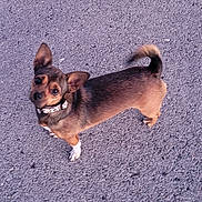 Penny joined the competition — help win amazing prizes! dog, small_dog, outdoor, pavement, curious, ears, collar, tail, pet, canine, animal, looking_up, standing, brown_fur, black_fur, white_paw, cute, companion, walking, daylight