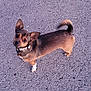 dog, small_dog, outdoor, pavement, curious, ears, collar, tail, pet, canine, animal, looking_up, standing, brown_fur, black_fur, white_paw, cute, companion, walking, daylight