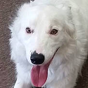 Buddy joined the competition — help win amazing prizes! dog, white, tongue, happy, pet, animal, fluffy, carpet, indoor, canine, friendly, cute, mammal, fur, playful, closeup, lookingup, smiling, domestic, companion