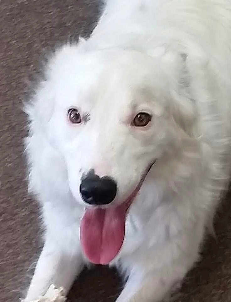 Buddy