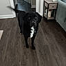 Oreo joined the competition — help win amazing prizes! dog, black_dog, indoor, wooden_floor, tail_wagging, living_room, side_table, couch, hallway, pet, canine, flooring, furniture, collar, attention, motion_blur, domestic, animal, home, interior