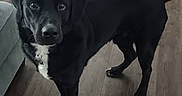 Oreo joined the competition — help win amazing prizes! dog, black_dog, pet, indoor, wooden_floor, curious, animal, canine, looking, standing, collar, domestic_animal, mammal, fur, four_legs, ears, tail, white_patch, floor, companion