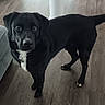 dog, black_dog, pet, indoor, wooden_floor, curious, animal, canine, looking, standing, collar, domestic_animal, mammal, fur, four_legs, ears, tail, white_patch, floor, companion