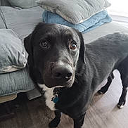 Oreo is registered to the contest to win money with this photo: