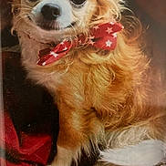 Hope joined the competition — help win amazing prizes! adorable, animal, bow, canine, close_up, companion, cozy, cute, dog, fluffy, friendly, fur, holiday_theme, indoors, pet, portrait, red_bow, sitting, small_dog, white_stars