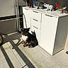 animal, black_dog, bottle, cabinet, decor, dog, elephant_figurine, floor, home, indoor, patio, pet, quiet, shadow, sitting, still_life, sunlight, tile, wall, white_cabinet