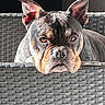 Stella a rejoint le concours — aidez-le/la à gagner de superbes lots ! animal, basket, black, brown, closeup, cute, dog, ears, expression, face, furniture, head, indoor, looking, pet, portrait, resting, sunlight, weave, wrinkles