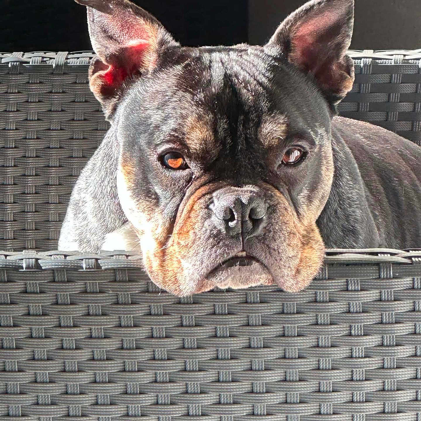 Stella