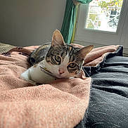 Belle participe au concours pour gagner de l'argent avec cette photo : animal, bed, blanket, cat, comfort, cozy, curtain, domestic, feline, fur, home, indoor, pet, relaxed, resting, soft_light, tabby, whiskers, window, yellow_collar