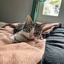 animal, bed, blanket, cat, comfort, cozy, curtain, domestic, feline, fur, home, indoor, pet, relaxed, resting, soft_light, tabby, whiskers, window, yellow_collar