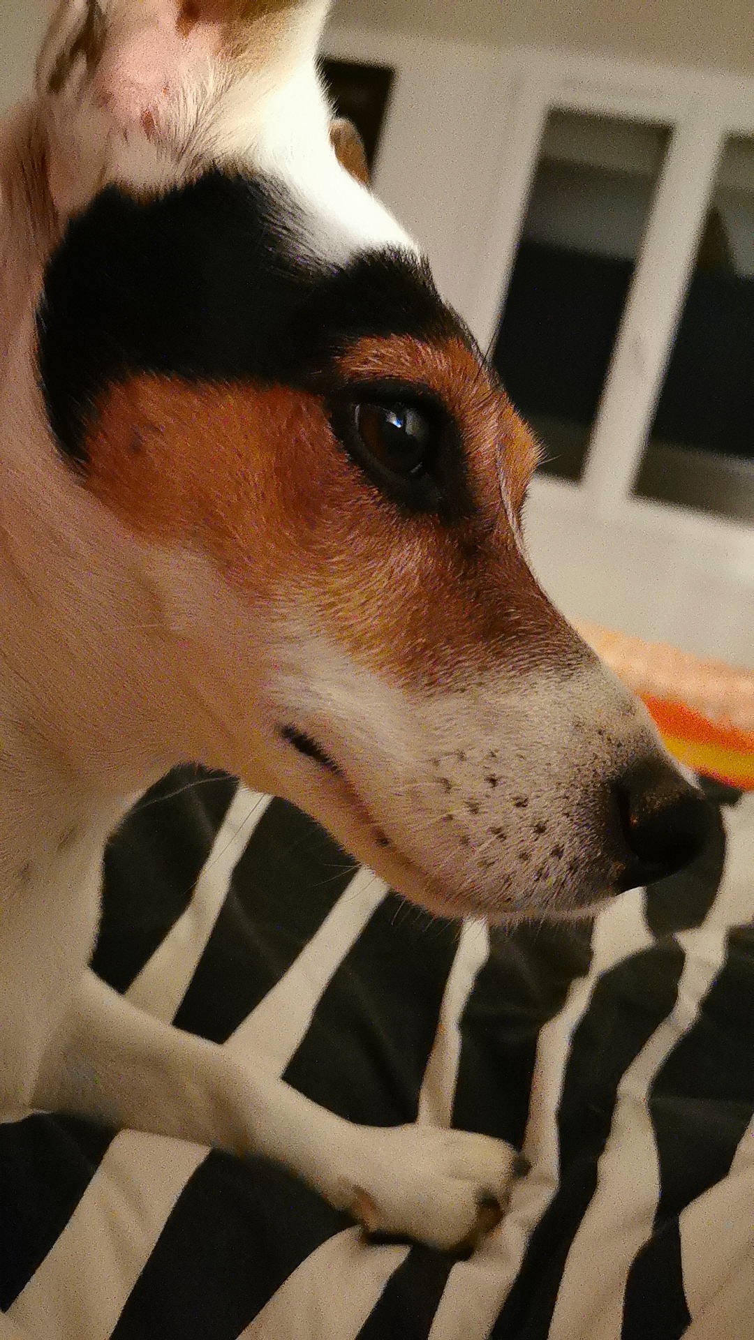 Lulu a rejoint le concours — aidez-le/la à gagner de superbes lots ! ancient_dog_breeds, canidae, carnivore, chilean_fox_terrier, collar, companion_dog, dog, dog_breed, dog_collar, fawn, fur, irishjacks, non_sporting_group, pet_supply, snout, sporting_group, terrestrial_animal, terrier, whiskers, working_animal