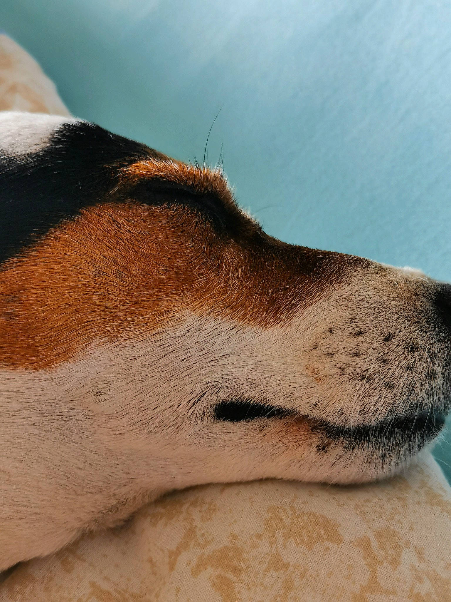 Lulu a rejoint le concours — aidez-le/la à gagner de superbes lots ! canidae, carnivore, companion_dog, corgi_chihuahua, dog, dog_breed, fawn, fur, golden_retriever, non_sporting_group, snout, sporting_group, street_dog, terrestrial_animal, whiskers, wildlife, working_animal