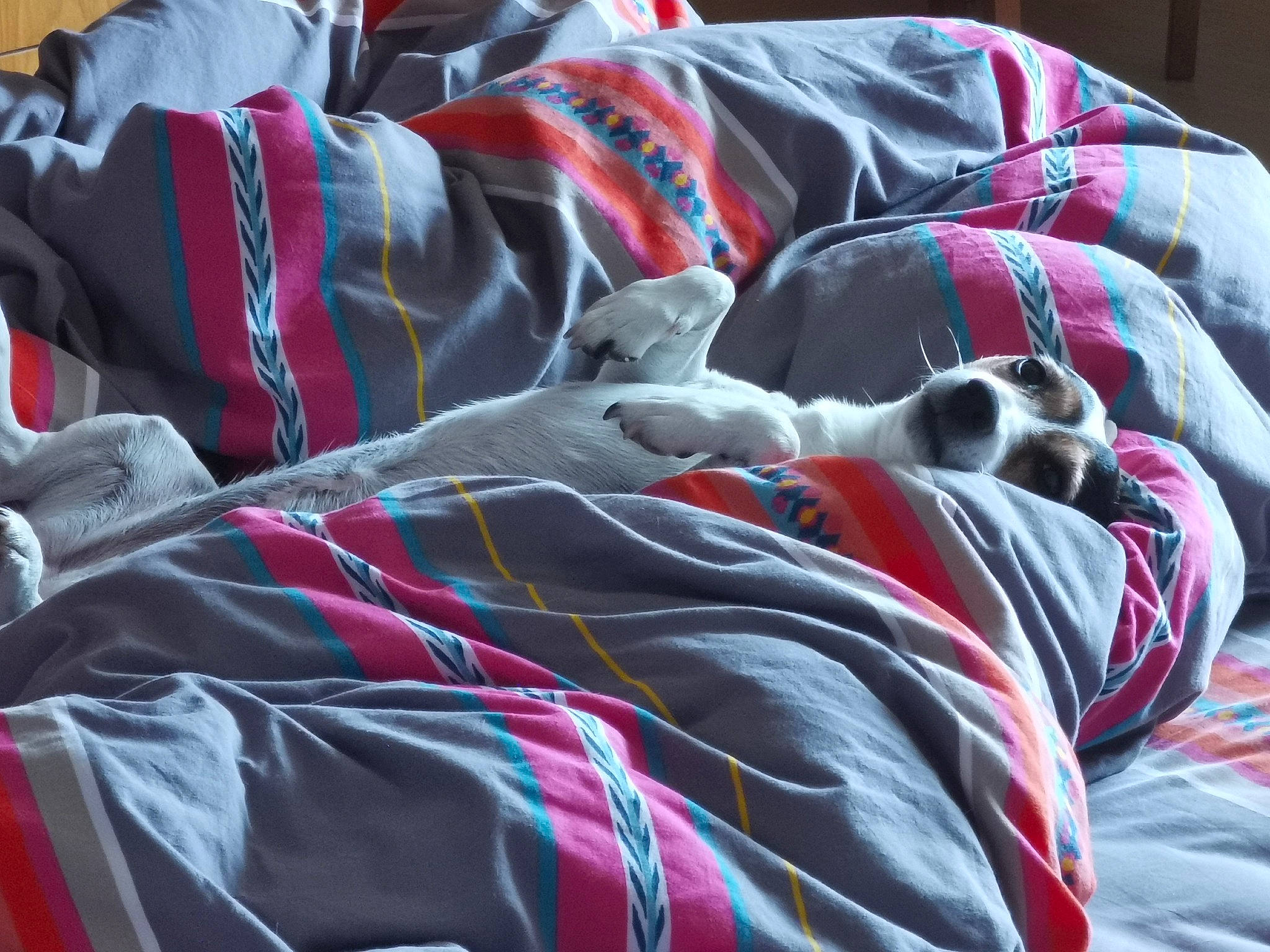 Lulu participe au concours pour gagner de l'argent avec cette photo : bed_sheet, bedding, blanket, carmine, carnivore, comfort, companion_dog, felidae, fur, grass, grey, linens, nap, pattern, room, sleep, t_shirt, thread