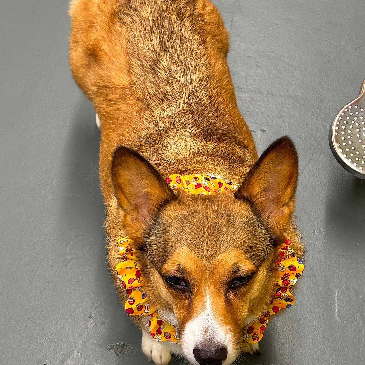 Lilly Belle Farthing is registered to the contest to win money with this photo: accessories, animal, bead, canine, chihuahua, dog, flower, flowerarrangement, germanshepherd, hound, husky, jewelry, leash, lei, ornament, pet, plant, puppy, racket, strap