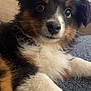 Tuff joined the competition — help win amazing prizes! puppy, dog, close_up, fluffy, tri_color, fur, white_paws, cute, pet, animal, indoor, relaxed, soft_texture, lying_down, adorable, young_dog, portrait, companion, friendly, cozy
